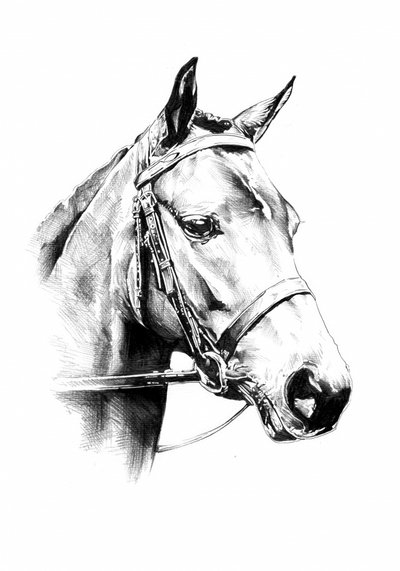 Noble Horse Portrait by Kulik