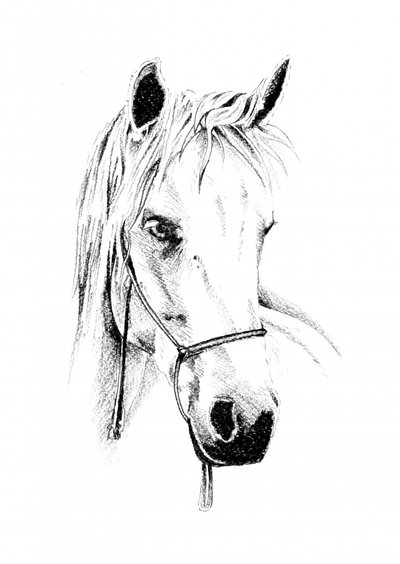 Noble Horse Portrait by Kulik