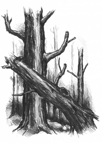 Rustic Forest Sketch by Kulik