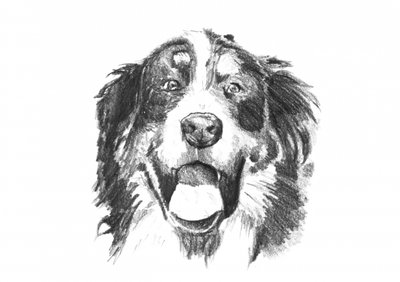 Smiling Bernese Dog by Kulik