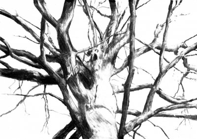 Stark Bare Tree Drawing by Kulik