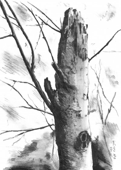 Stark Tree Trunk by Kulik