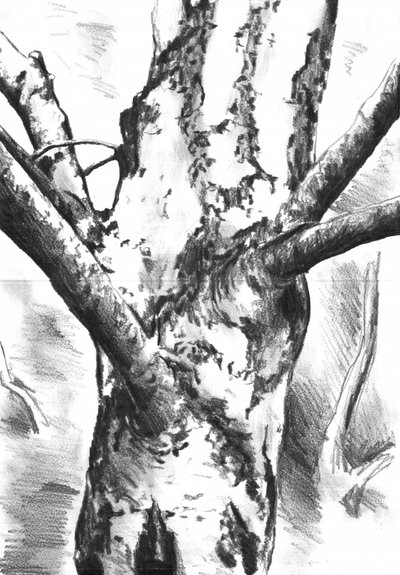 Textured Tree Trunk by Kulik