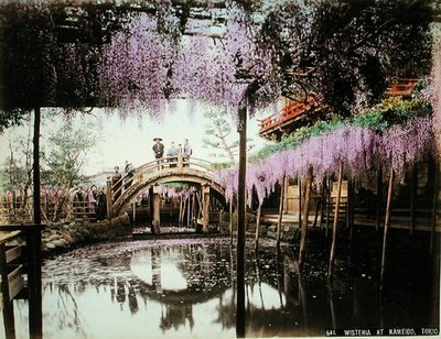 Wisteria at Kameido, Tokyo by Kusakabe (attr. to) Kimbei