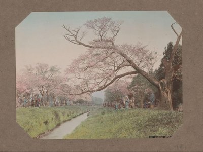 People and Cherry Blossoms on Either Side of a Stream in Koganei, Tokyo, Japan by Kusakabe Kimbei