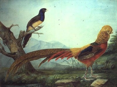 A Golden Pheasant and a Trogon by L.F.A. Panhuts