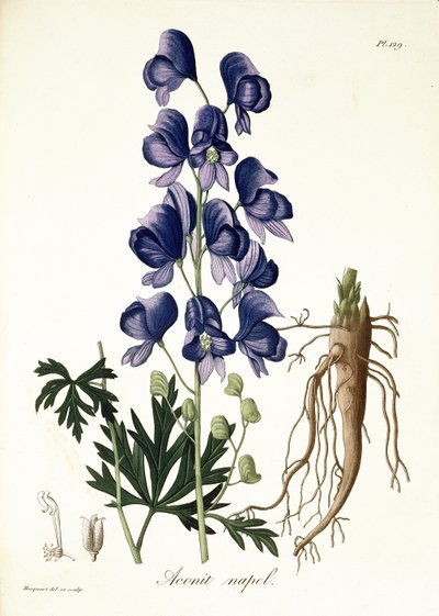 Aconitum Napellus from 