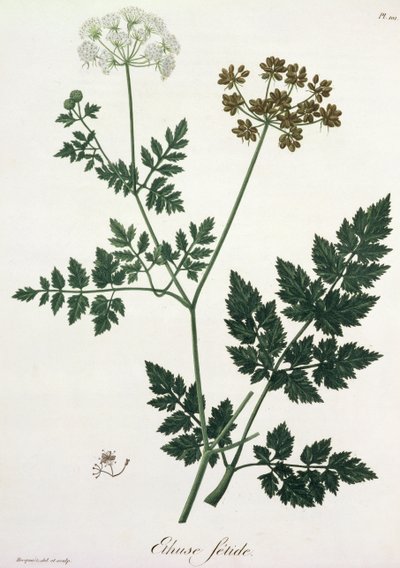 Aethusa Cynapium from 