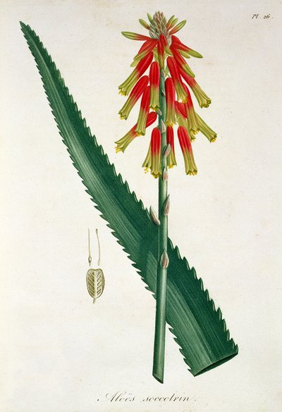 Aloe from 