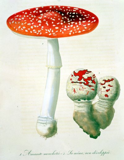 Amanita Muscaria from 