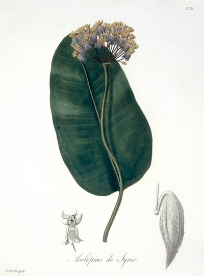 Asclepias Syriaca from 