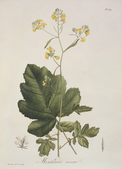 Brassica nigra from 