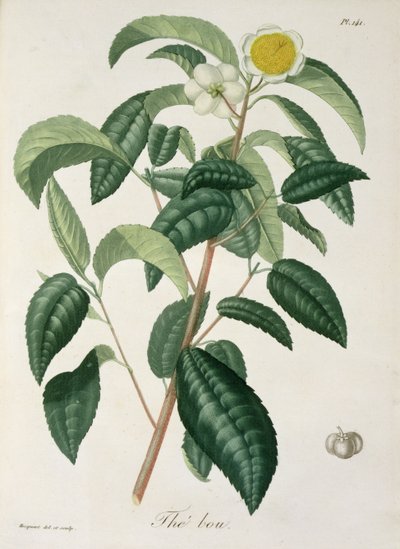 Camellia Thea from 
