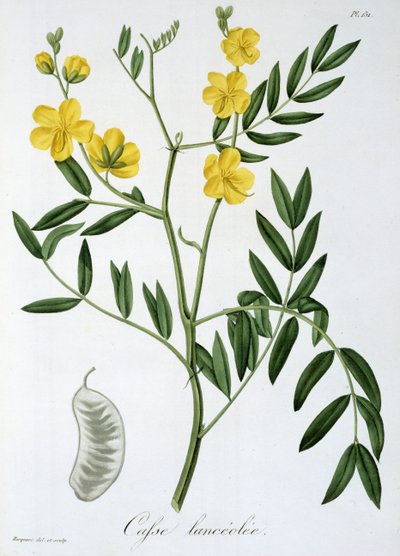 Cassia from 