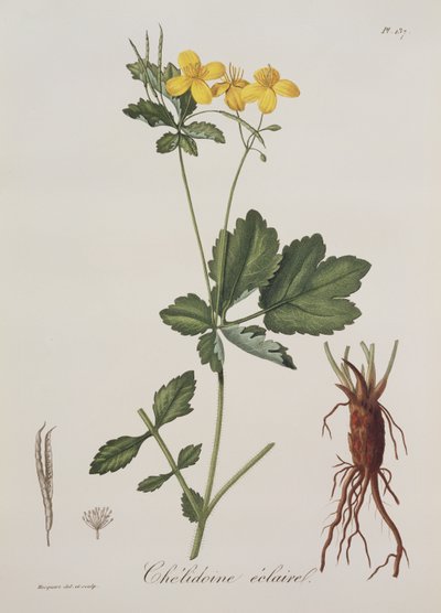 Celidonium Majus from Phytographie Medicale by Joseph Roques, published in 1821 by L.F.J. Hoquart