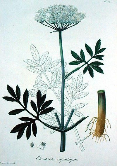 Cicuta Virosa from 