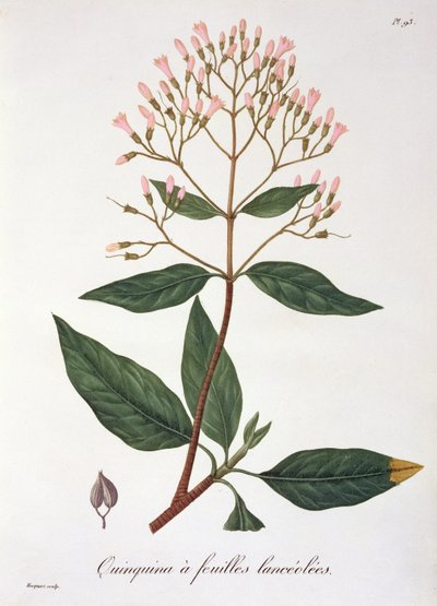 Cinchona from 