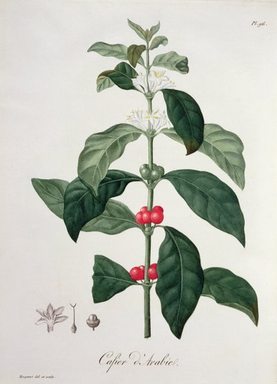 Coffea Arabica from 