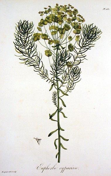 Euphorbia Cyparissias from 