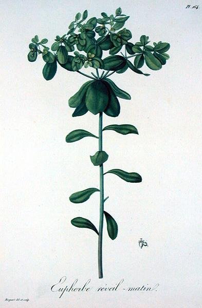 Euphorbia Helioscopia from 