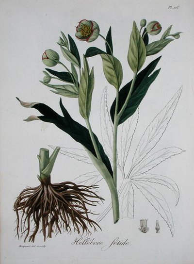Helleborus Foetidus from 