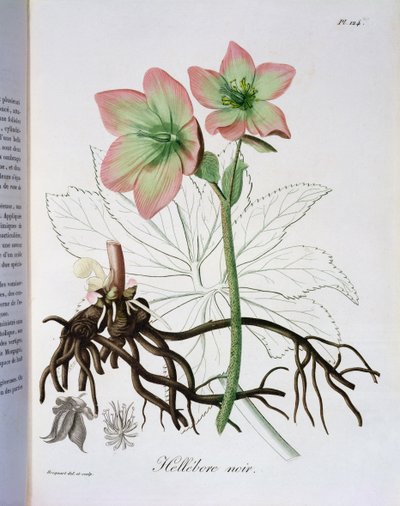 Helleborus Niger from 