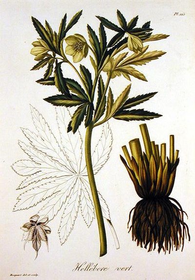 Helleborus Viridis from 