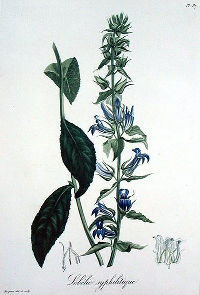 Lobelia Siphilitica from 