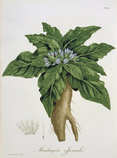 Mandragora Officinarum from 