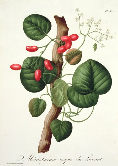 Menispermum from 