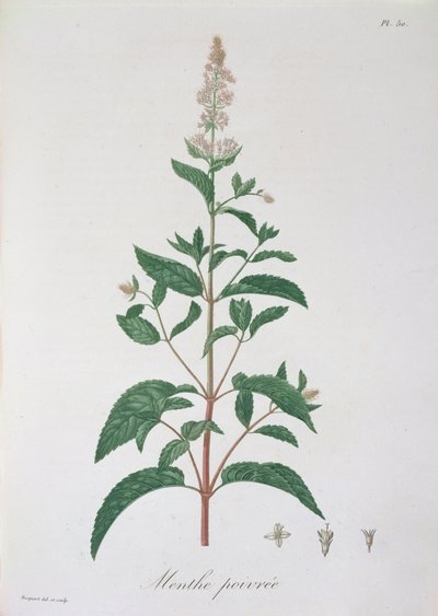 Mentha Piperita from 