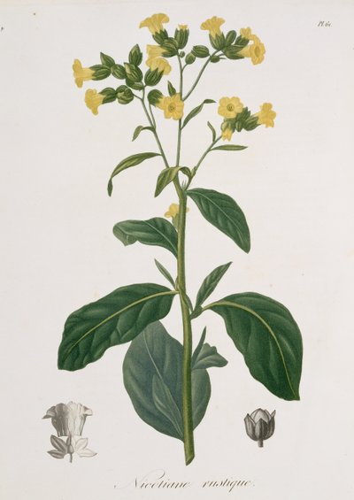 Nicotiana from 