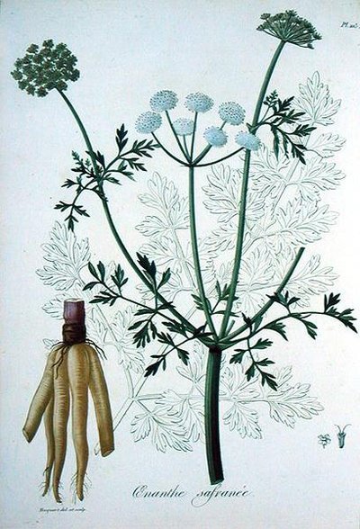 Oeanthe Crocata from 