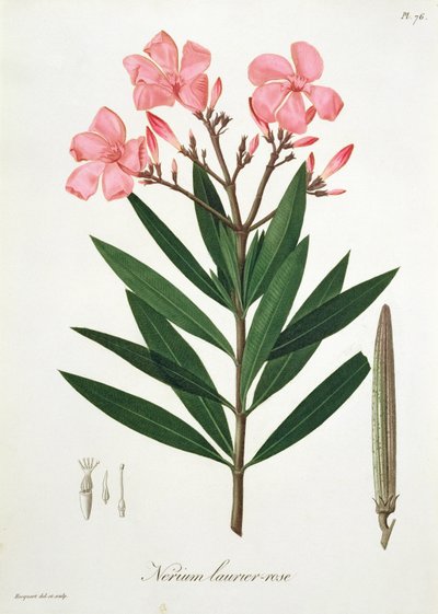 Oleander from 