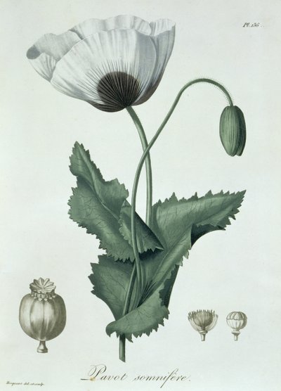 Papaver Somniferum from 