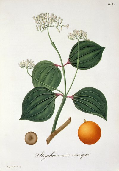 Strychnos nux vomica from 