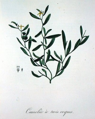 Three Shell Camelia from 