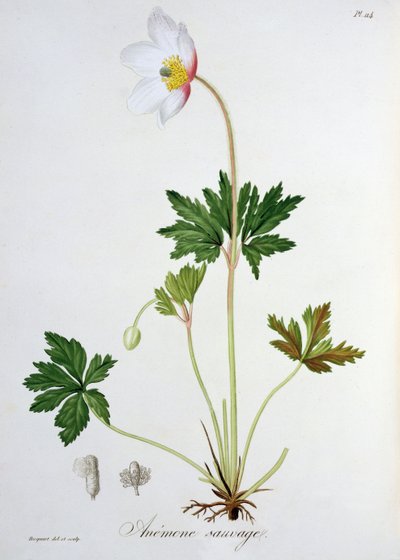 Wood Anemone from 