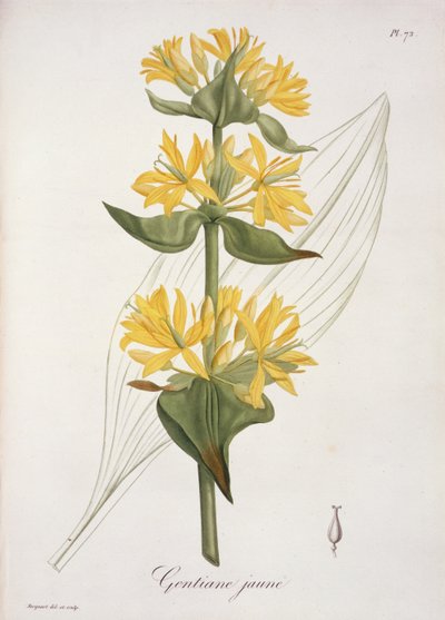 Yellow Gentian from 