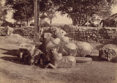 Bulls or Nadias with Ornamental Carvings Side View, Warangal, Hyderabad, Deccan by Lala Deen Dayal