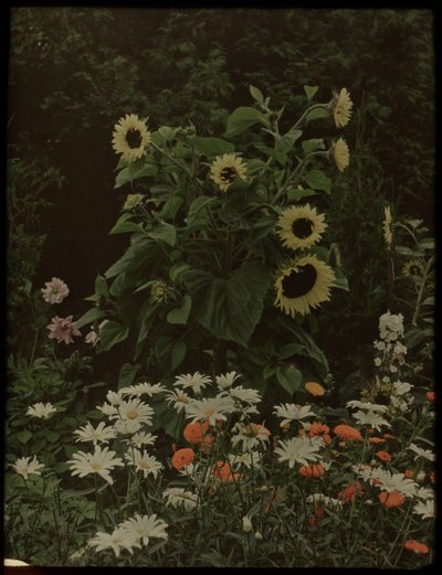 Garden of the House Kersbergen, Zeist, with Sunflowers by Lambertus Hendrik van Berk