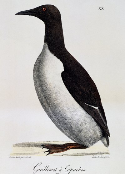 Common Guillemot, from Voyage pittoresque autour du monde by Langlume Langlume