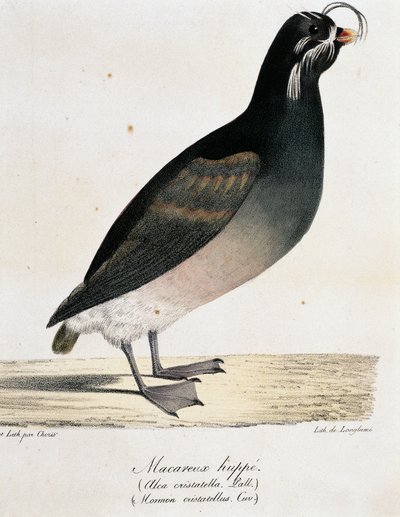 Crested Auklet (Aethia cristatella), from Voyage pittoresque autour du monde by Langlume Langlume