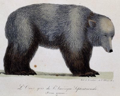 Grey bear (Ursus griseus), from Voyage pittoresque autour du monde by Langlume Langlume