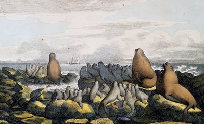 Sea bears from Saint Paul Island, Alaska, from Voyage pittoresque autour du monde by Langlume Langlume