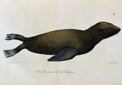 Young Sea lion, California, from Voyage pittoresque autour du monde by Langlume Langlume