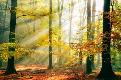 Golden Forest Sunbeams by Lars van de Goor †