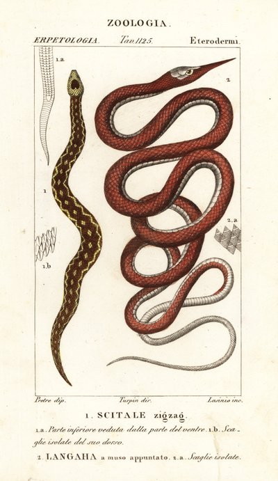 Saw-scaled viper, Echis carinatus, and Madagascar leafnose snake, Langaha madagascariensis by Lasinio Lasinio