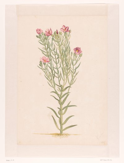 Plant with Pink Flowers by Laurens Vincentsz. van der Vinne