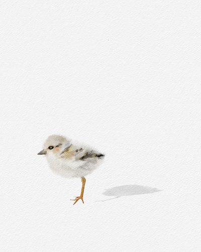 Shorebird by Leah Straatsma